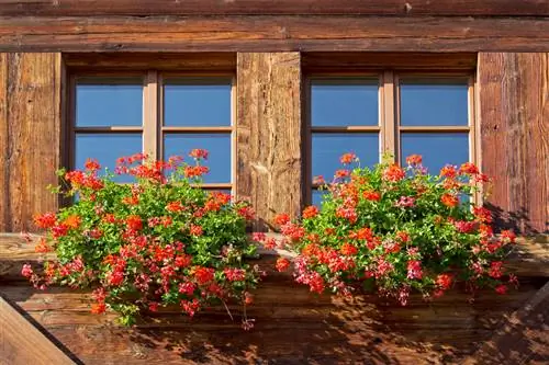 Hoe verzorg ik hangende geraniums voor een bloeiend balkon?