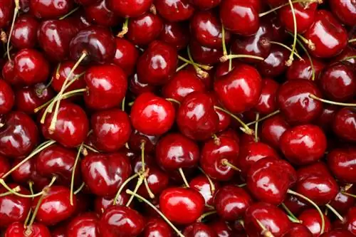 Mag-ani ng mga cherry