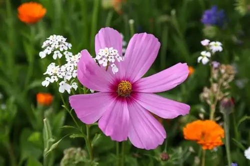 Cosmea nega pozimi: navodila po korakih