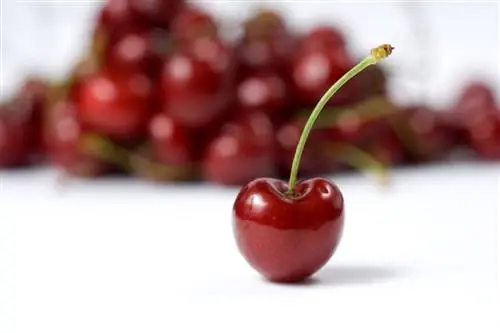 Aina za miti ya Cherry: Ni ipi inayofaa zaidi kwa bustani yako?