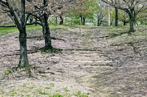 Racines de cerisier