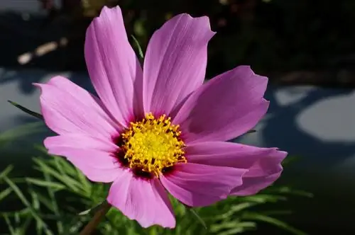 Overwintering Cosmea: วิธีปกป้องพันธุ์ไม้ยืนต้น