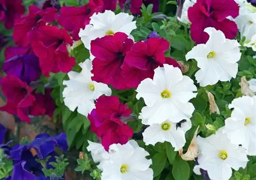 Ե՞րբ են ծաղկում petunias-ը: