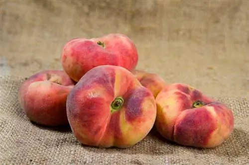 Plate Peach Tree: Everything you need to know