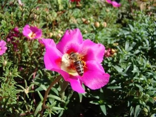 Purslane գորտերը թունավոր են