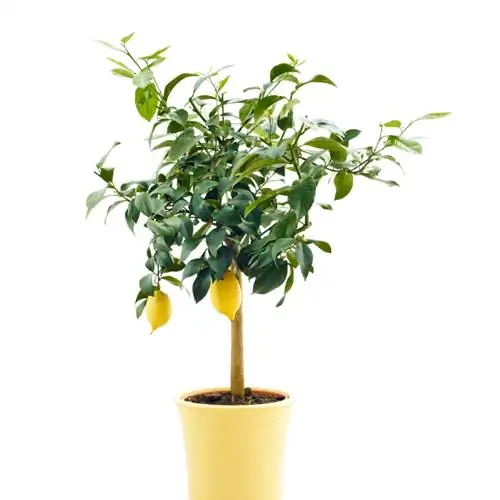 Albero di limoni per il giardino tedesco: ecco come funziona