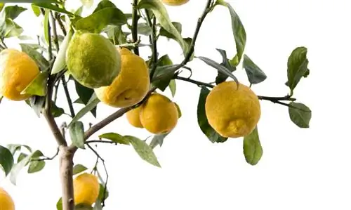 Rama de limonero