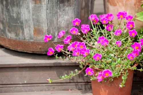 Purslane գորտի ձմեռային կացարաններ