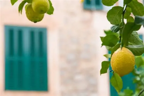 Albero di limone sul balcone: ecco come prospera