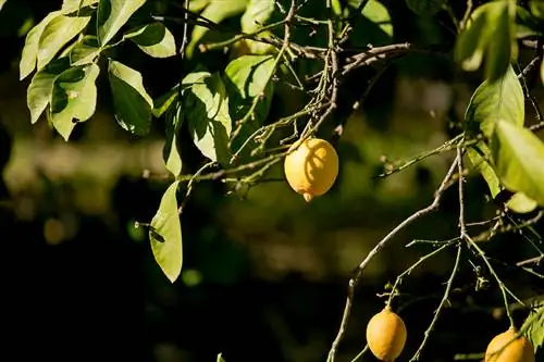 Lemon tree frost