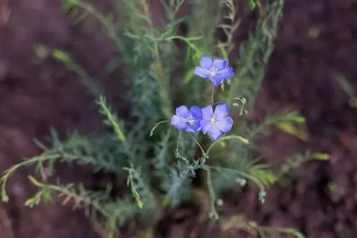 Plantează inul