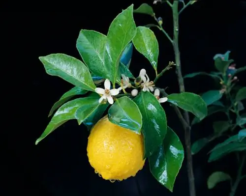 Palitos de limonero