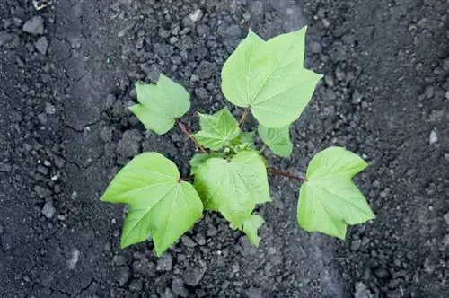 Planter du coton