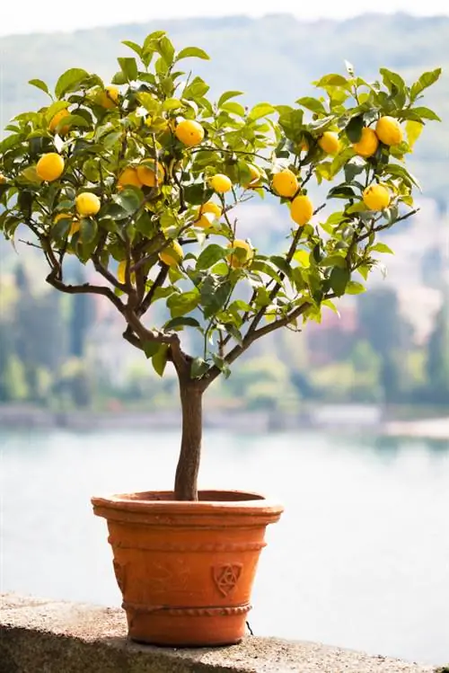 Albero di limone in vaso