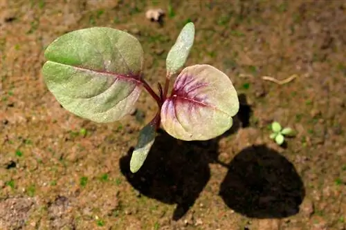 Grow amaranth