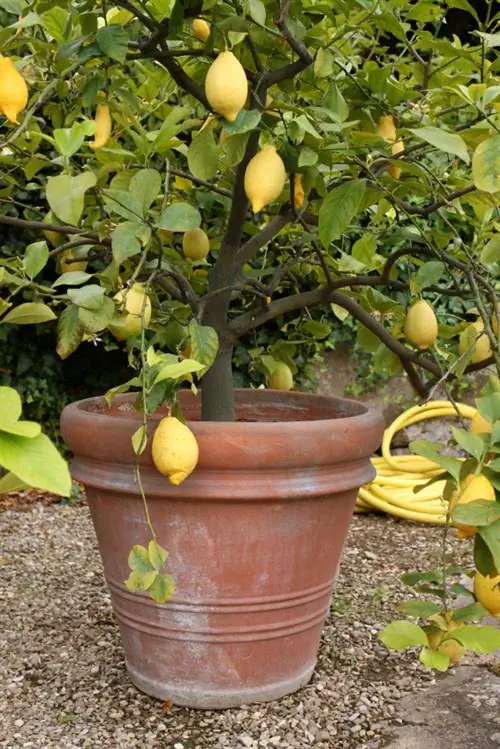 Lemon tree in the garden