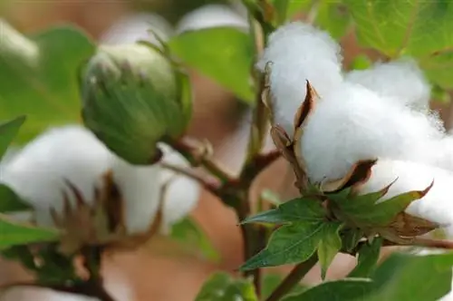 Cotton: Vse kar morate vedeti v profilu