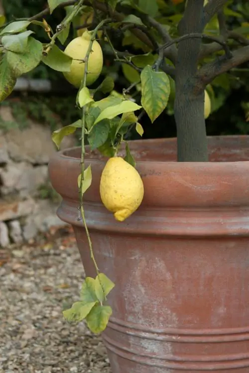 Lemon tree spider mites