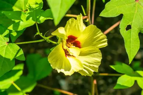 Variétés de coton