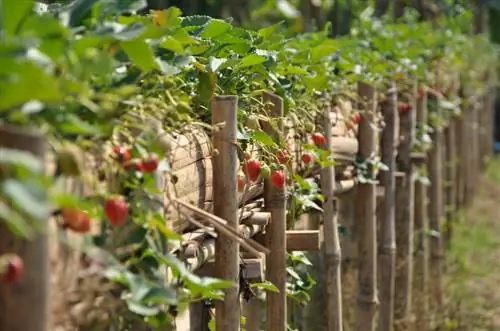 Attach climbing strawberries