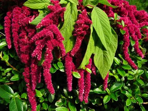 Amaranth in full bloom: characteristics & harvest time