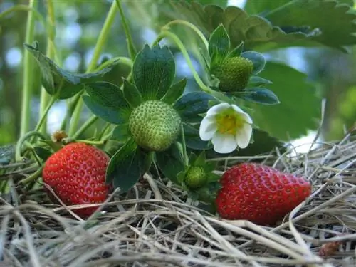 Aardbeien meerjarig