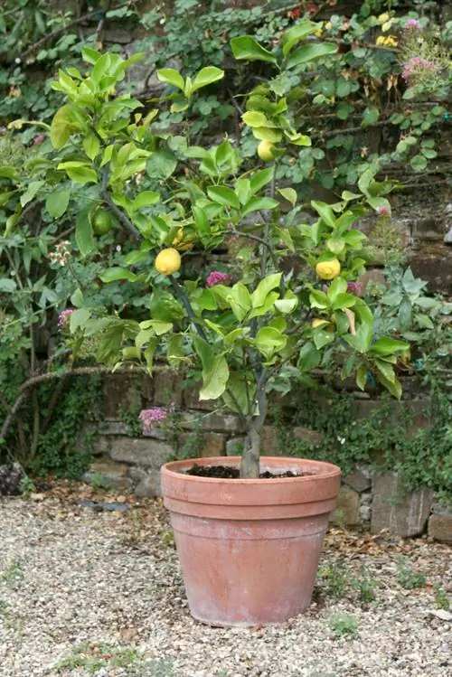 Albero di limone resistente