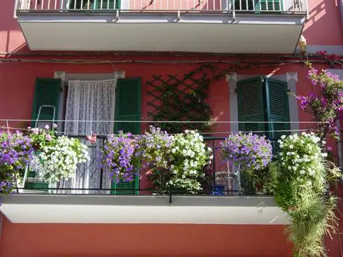 Petunia terrace