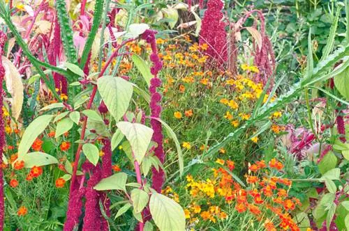 Amaranto in giardino: erba infestante o pianta utile?