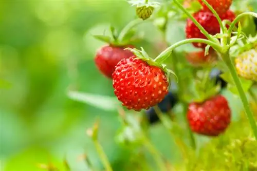 Maak kennis met het aardbeigeslacht: verrassende soorten & hybriden