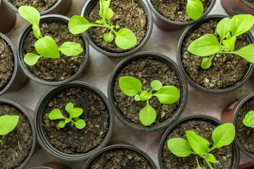 Propagació de petúnies: mètodes senzills per obtenir flors magnífiques