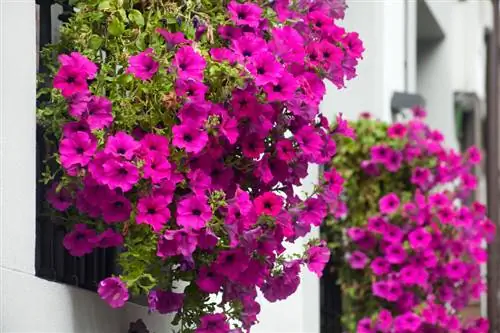 ঝুলন্ত petunias