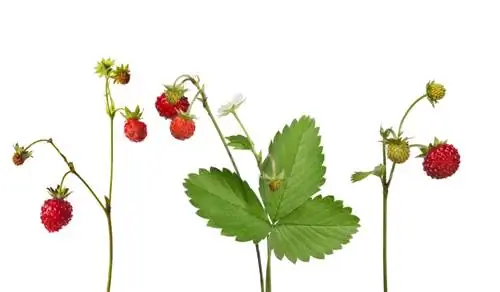 Fresas silvestres en el jardín: elegir un lugar, plantar y cosechar