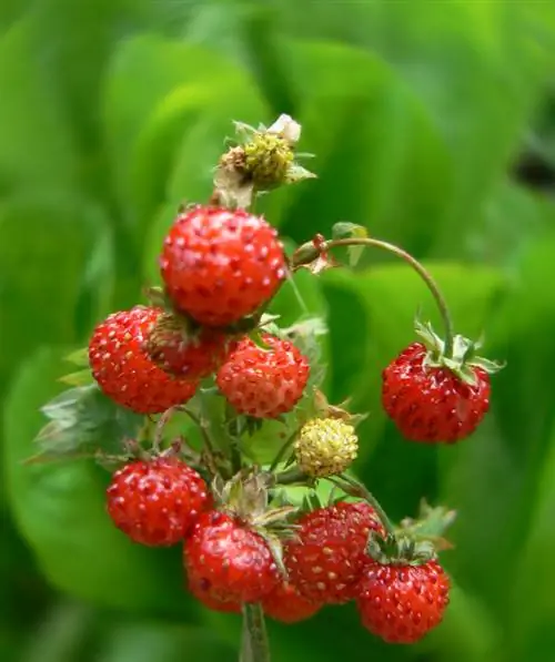 Verzorging van wilde aardbeien