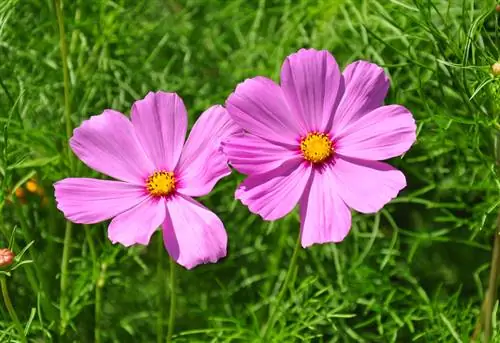 Cosmea বীজ পছন্দ করুন: এটি একটি নিশ্চিত সাফল্য