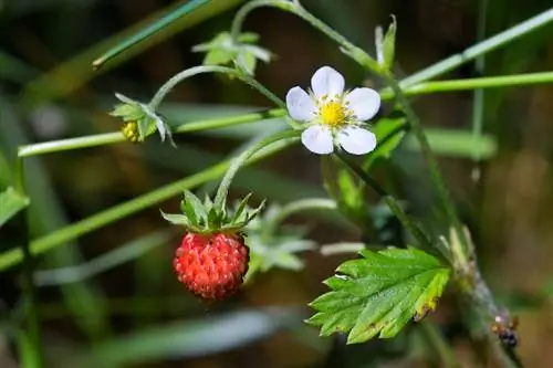 Balcone di fragoline di bosco