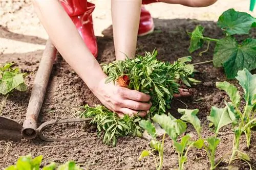 Plantera asters: instruktioner för en färgglad rabatt