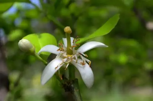 Coltiva l'albero di limone