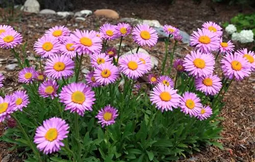 Asters in the garden