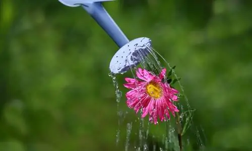 Water asters