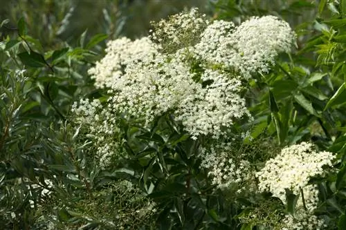 Menarik cabang elderberry: petunjuk langkah demi langkah