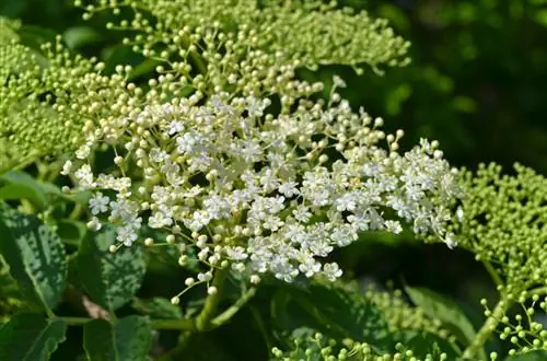 Vaso da fiori di sambuco