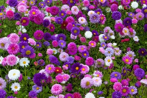 Asters nyob rau hauv lub vaj: flowering lub sij hawm los ntawm caij nplooj ntoos hlav mus rau lub caij ntuj no