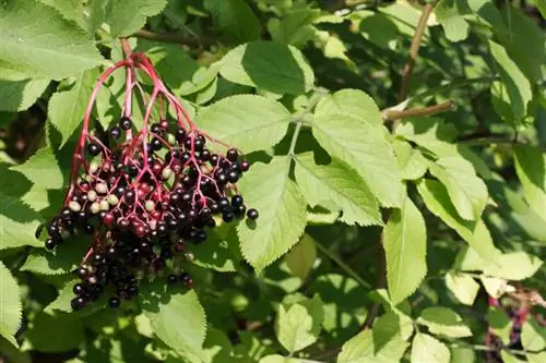 Majani ya elderberry