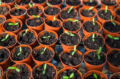 Asters vermeerderen gemakkelijk gemaakt: alle methoden in één oogopslag