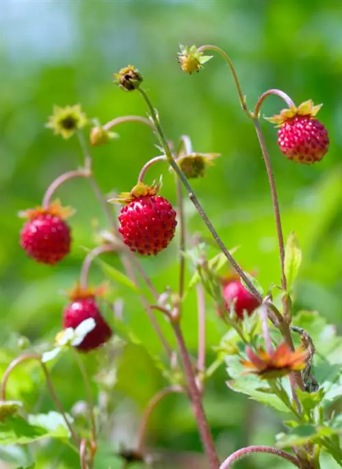 Ubicación de fresas silvestres