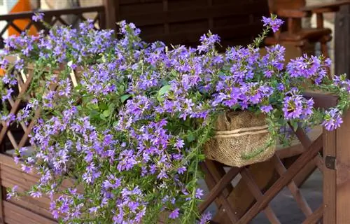 Fleurs en éventail hivernantes : voilà comment cela fonctionne sans effort