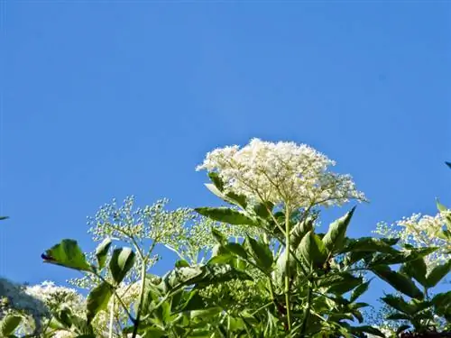 Fertilizzare il sambuco