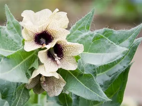 Henbane: עד כמה צמח המרפא הזה רעיל באמת?