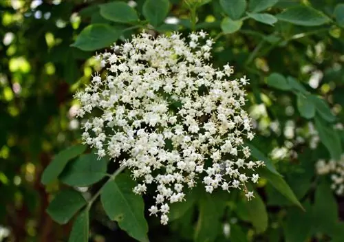 Paub txog elderberry